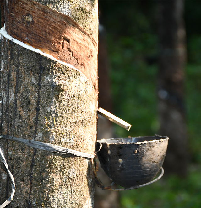 Estrazione del lattice naturale dall'albero